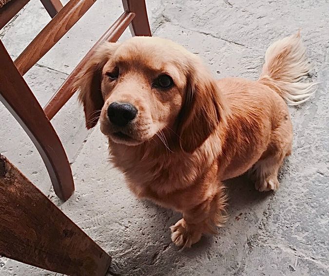 Holidays Sunshine Kale Konak Cave Hotel Cappadocia Dog 1 Bubbles