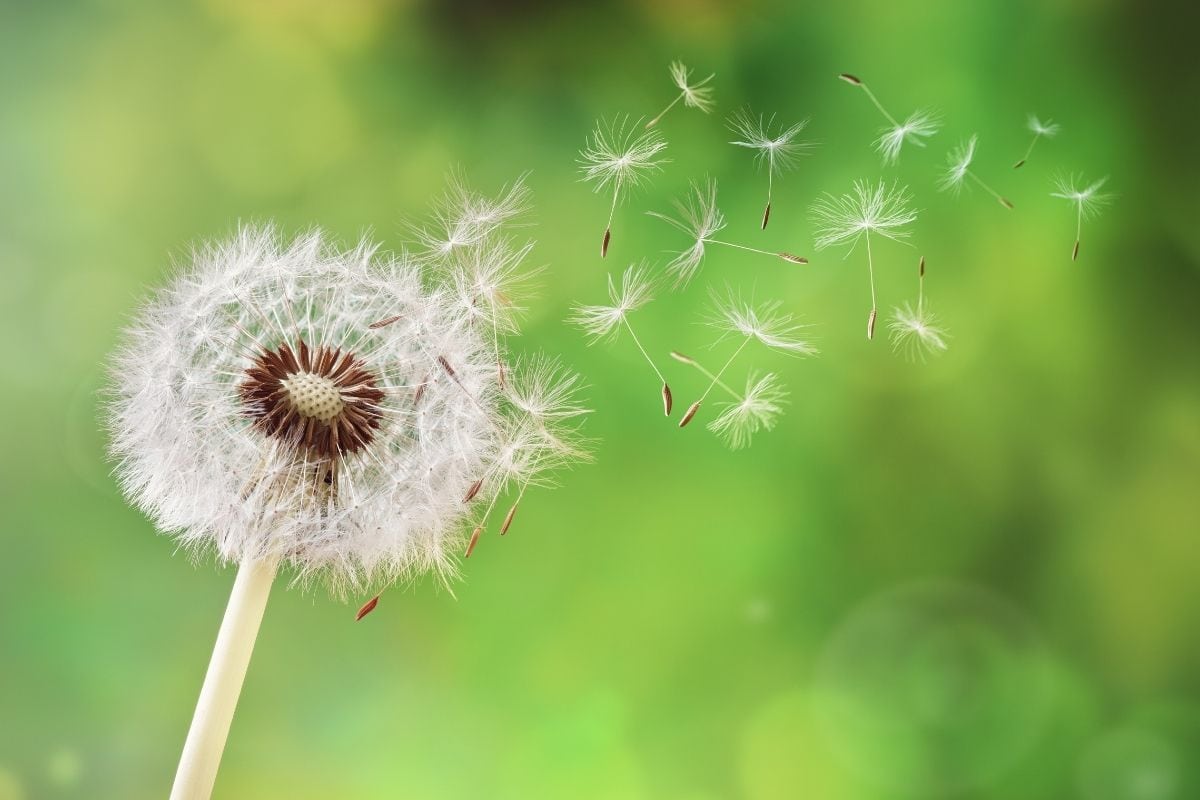 All you need to know about home allergy test kits