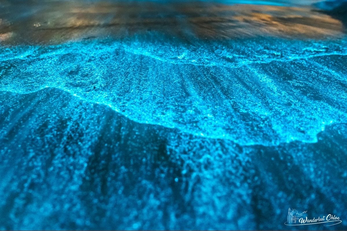 isla holbox bioluminescence tour